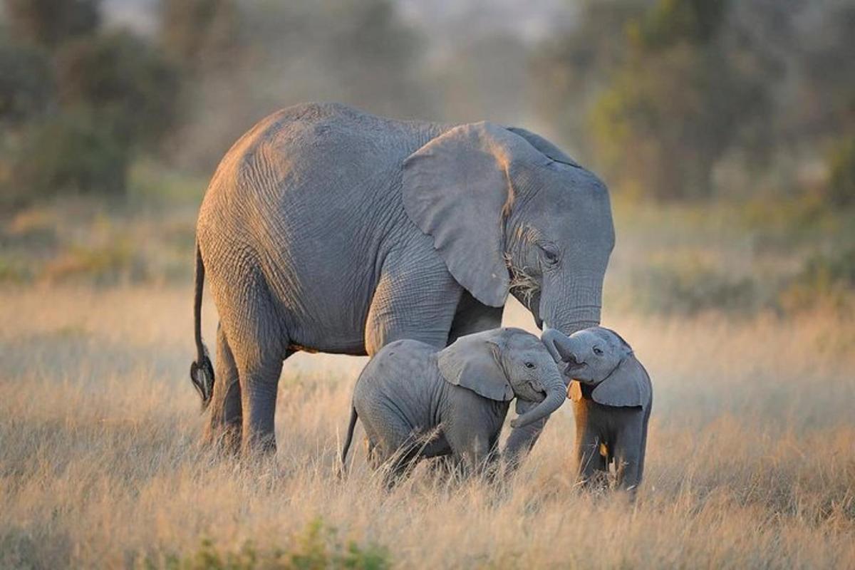 un elefante e due cuccioli di elefante in piedi in un campo