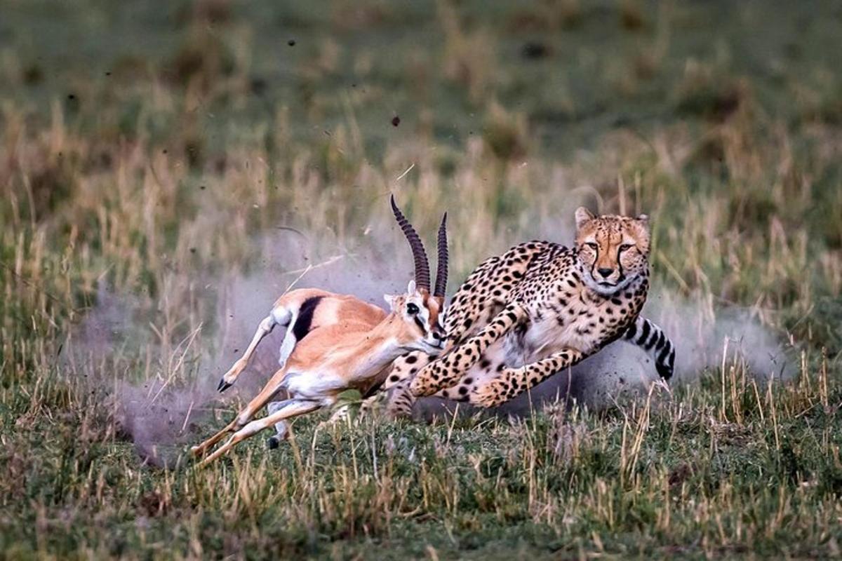 two cheetahs playing with a gazelle in a field