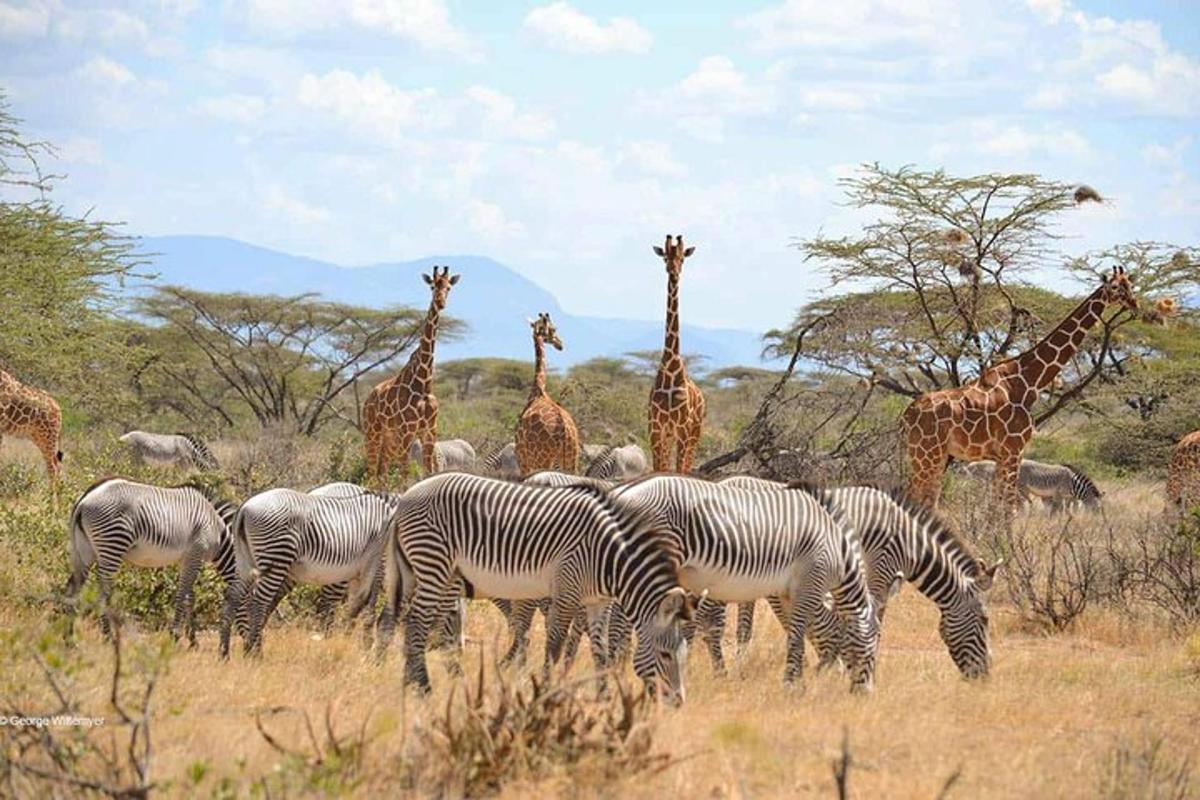 a herd of zebras and giraffes grazing in a field