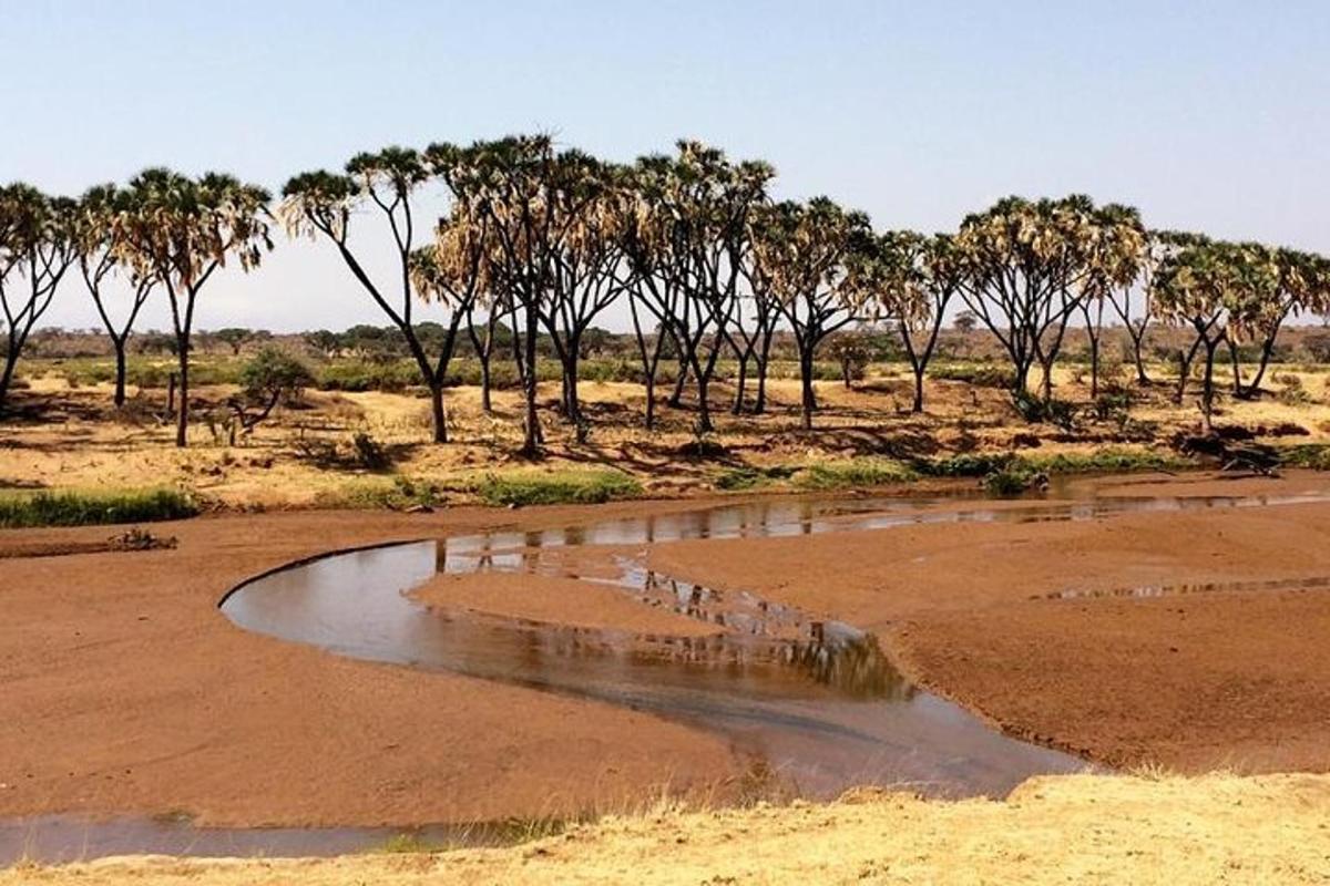 a stream in the middle of a field with trees