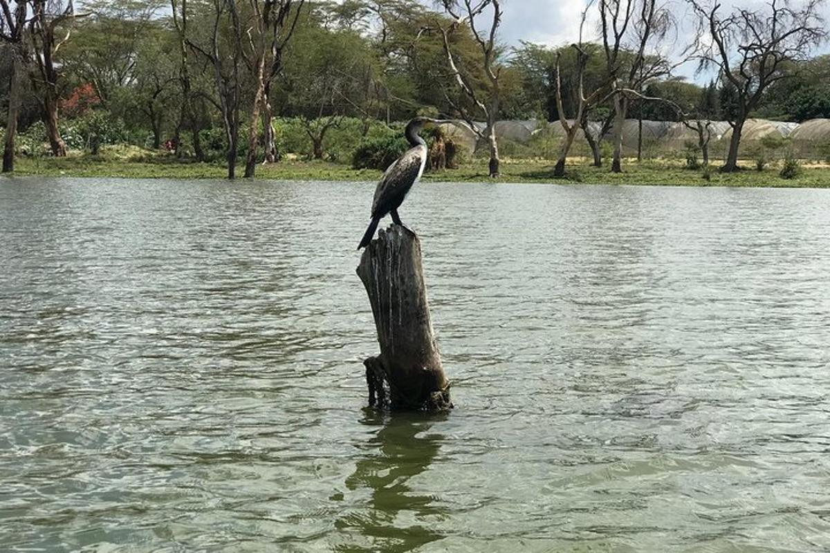 um pássaro sentado em um poste na água