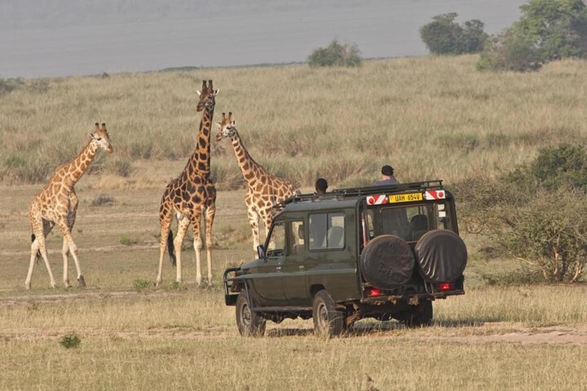un gruppo di giraffe che camminano in un campo con una jeep