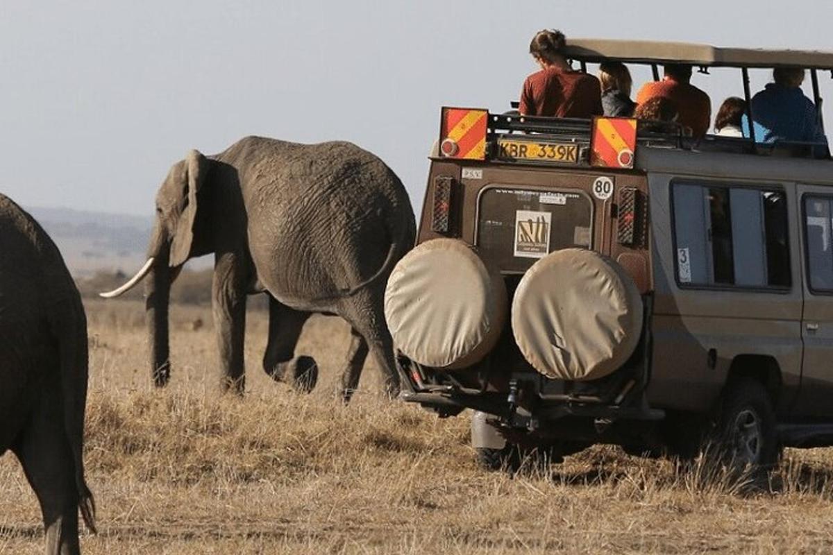a group of people in a vehicle watching an elephant