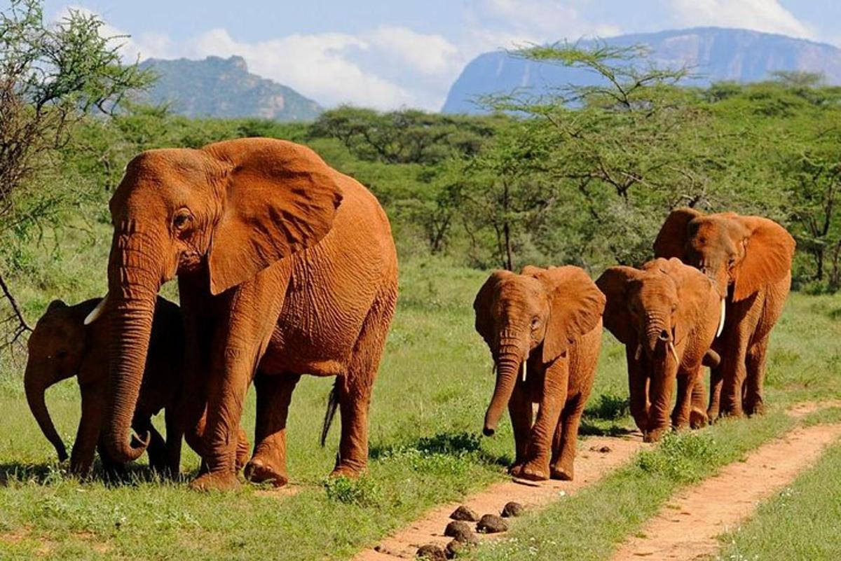 un ramat d'elefants caminant per un camí de terra