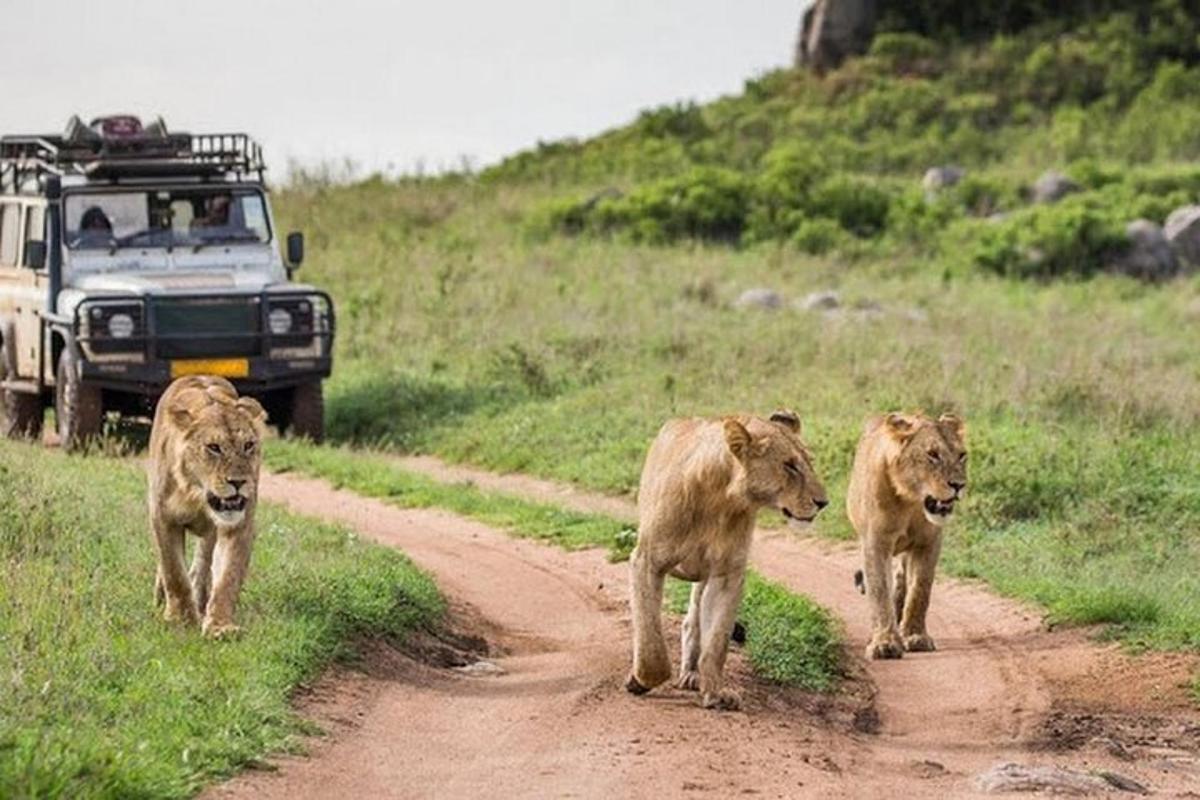 a couple of lions walking down a dirt road