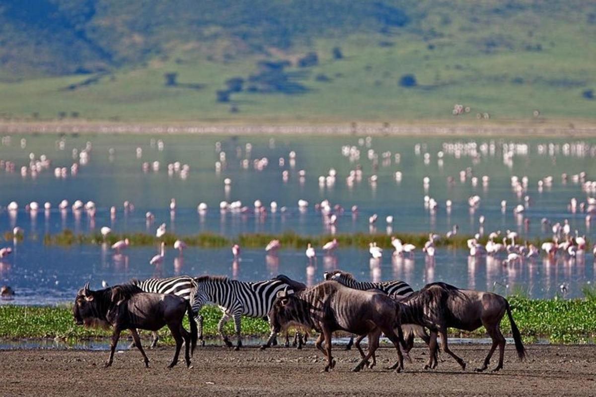 una mandria di zebre e fenicotteri che camminano vicino all'acqua