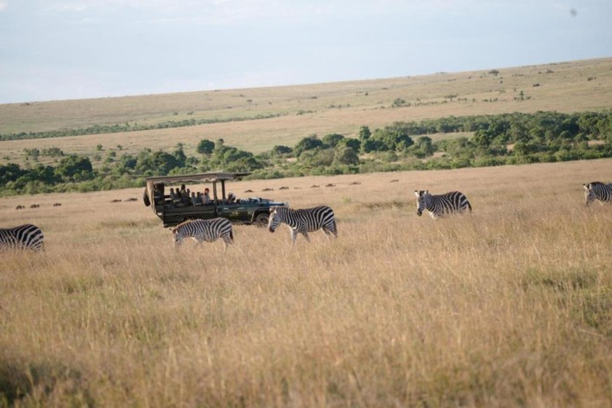 un grup de zebre care se plimbă pe un câmp