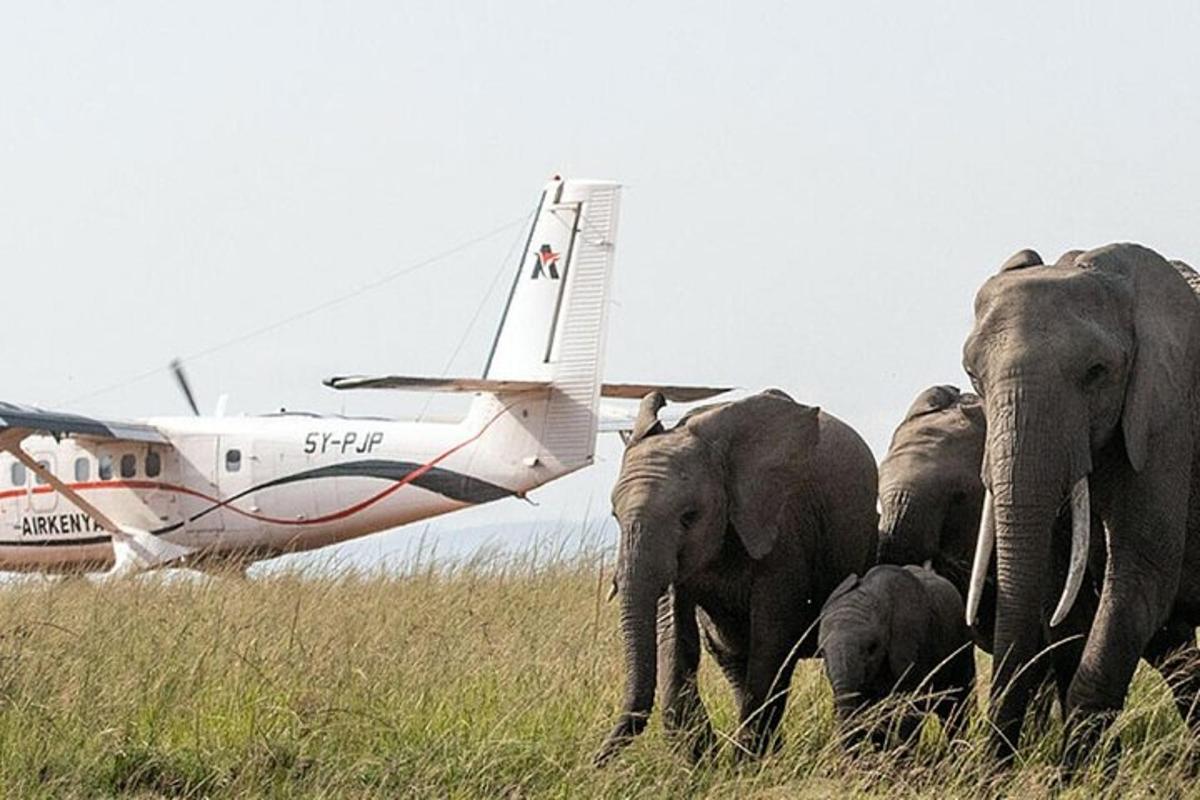un grup d'elefants caminant davant d'un avió