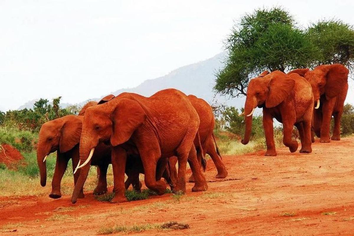 un ramat d'elefants creuant un camí de terra