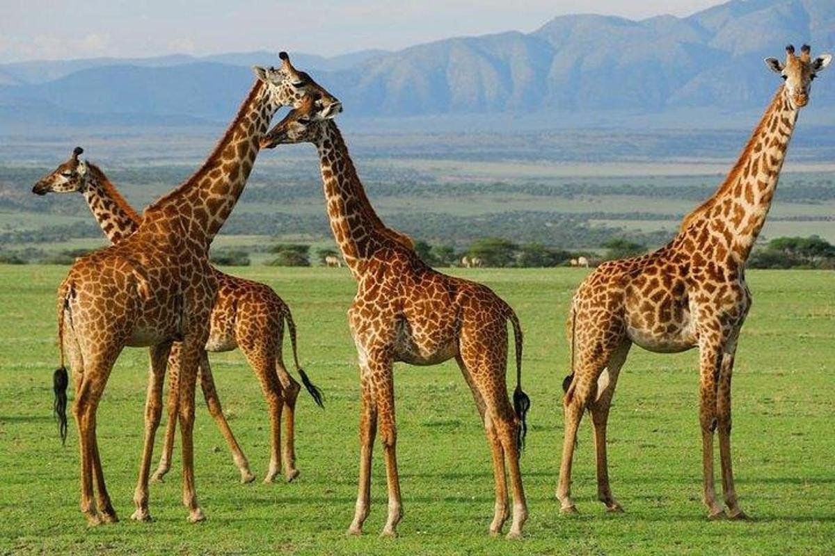 một nhóm hươu cao cổ đang đứng trên một cánh đồng