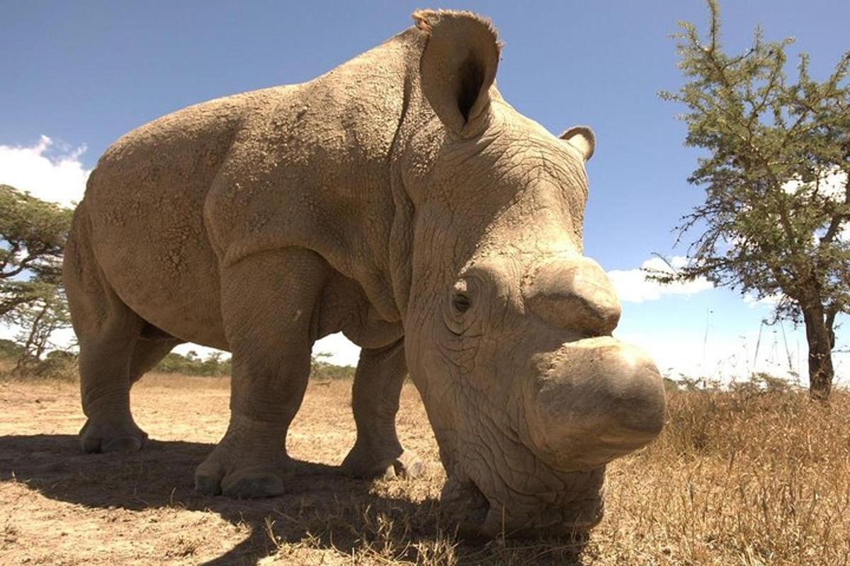 Una estatua de un rinoceronte parado en un campo