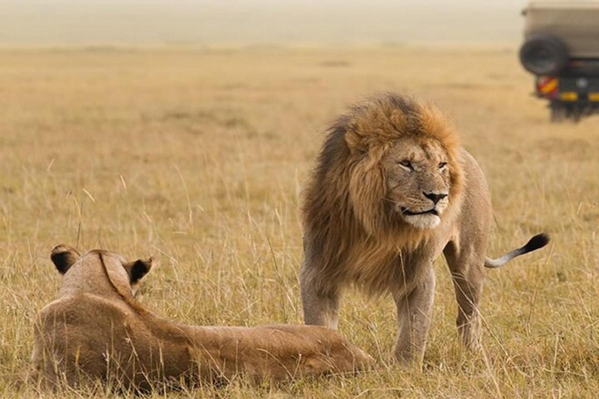 Un león de pie junto a un león tendido en la hierba.