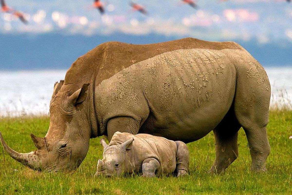 um grande rinoceronte pastando em um campo com um elefante bebê