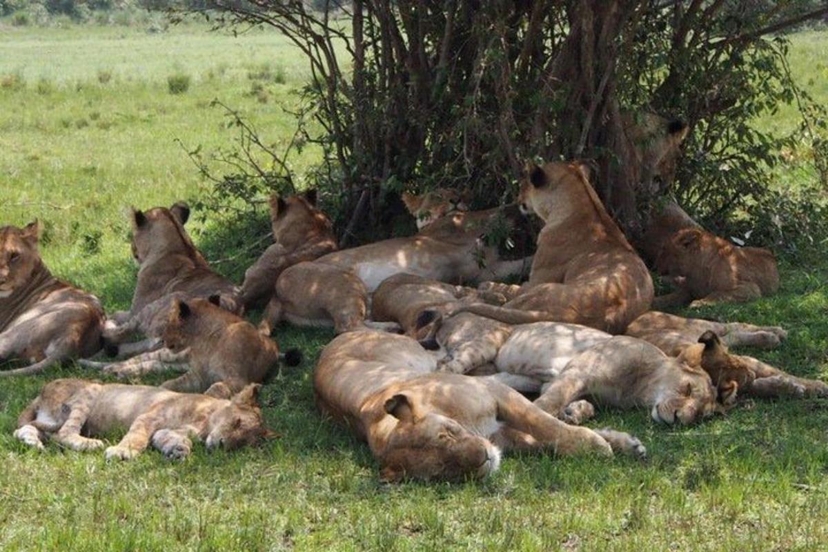 una mandria di leoni sdraiati sull'erba
