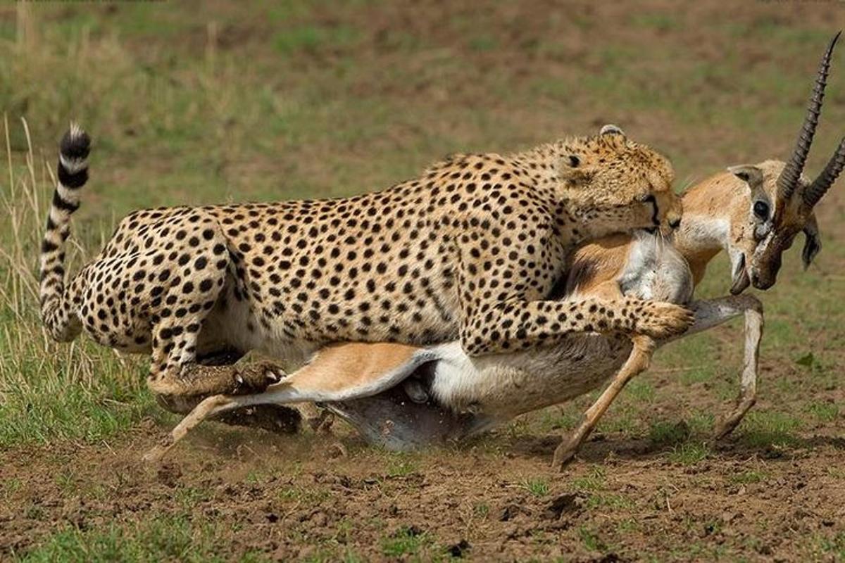 un ghepardo che gioca con una gazzella in un campo