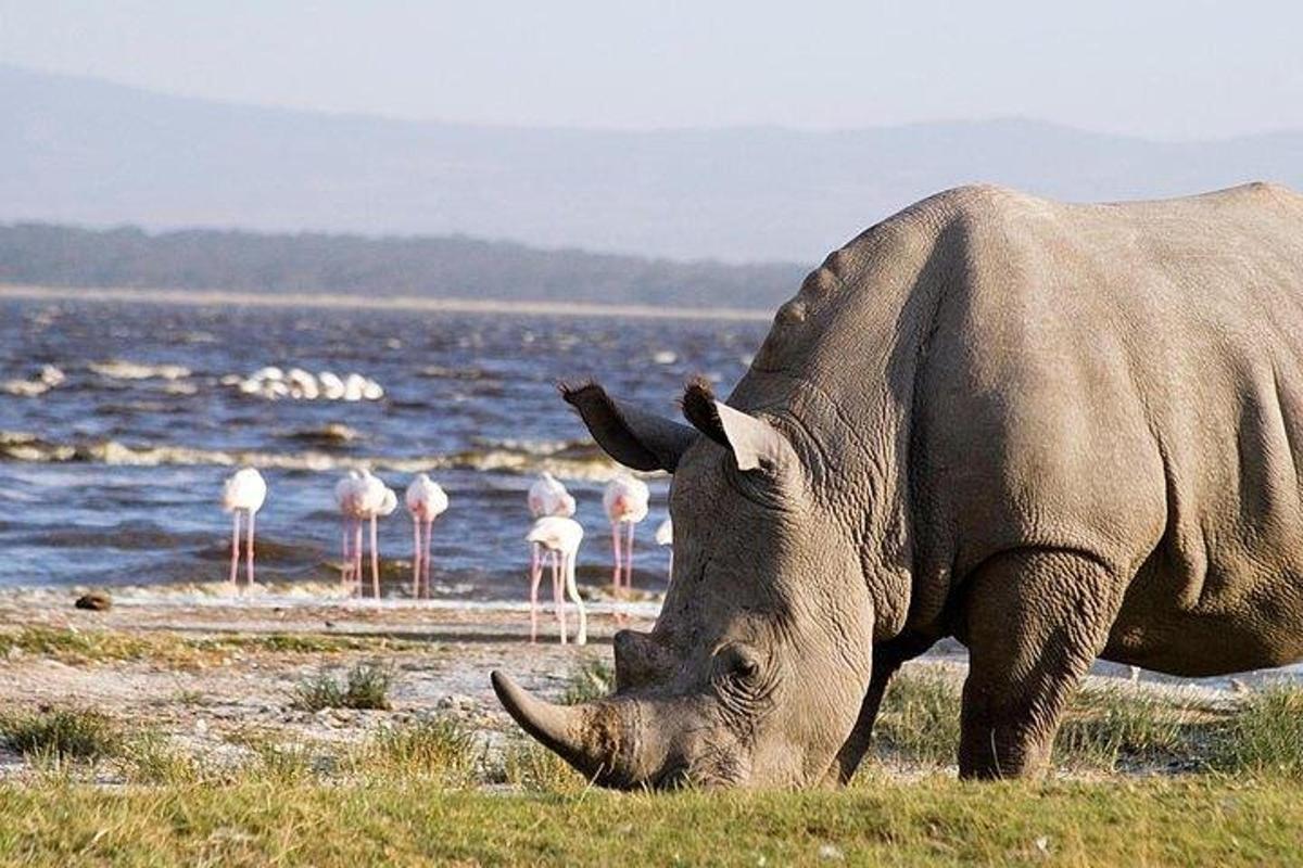 isang rhino na nanginginain sa damuhan sa tabi ng grupo ng mga flamingo