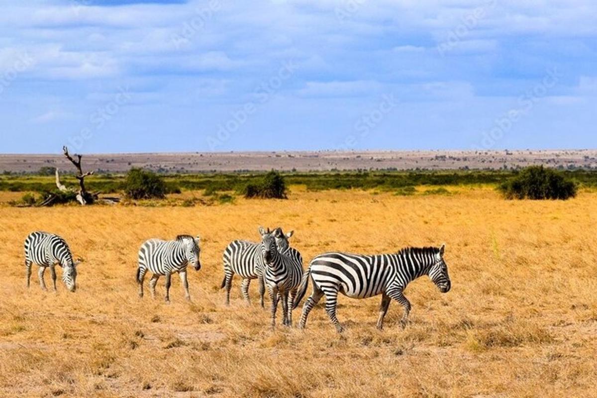 a group of zebras walking in a field