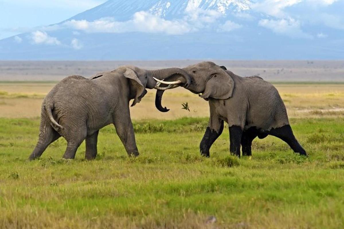 due elefanti che giocano tra loro in un campo