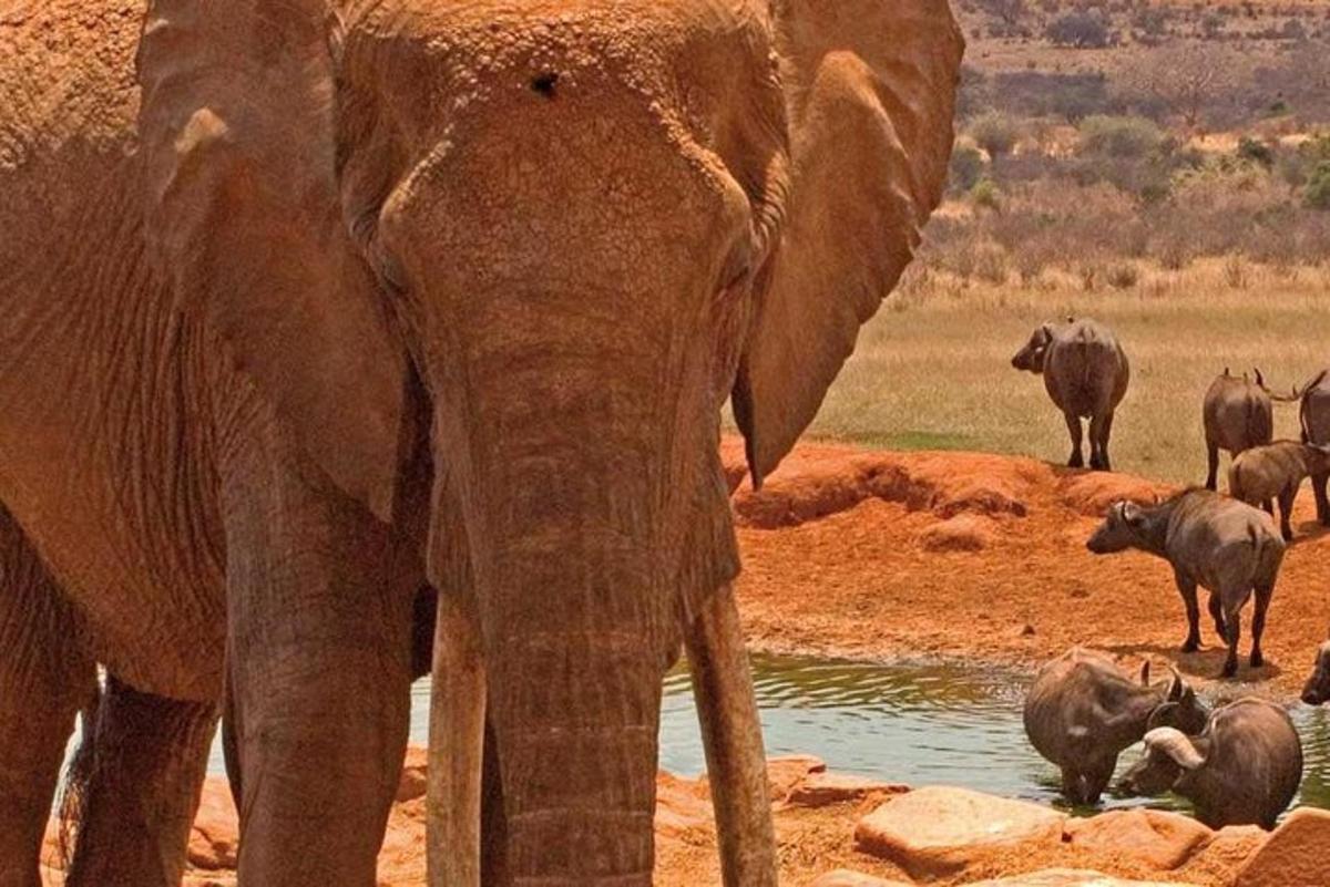 una mandria di elefanti in piedi attorno a un abbeveratoio
