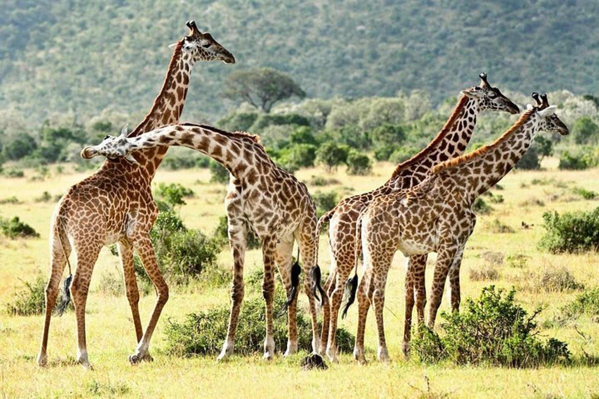 eine Gruppe Giraffen steht auf einem Feld