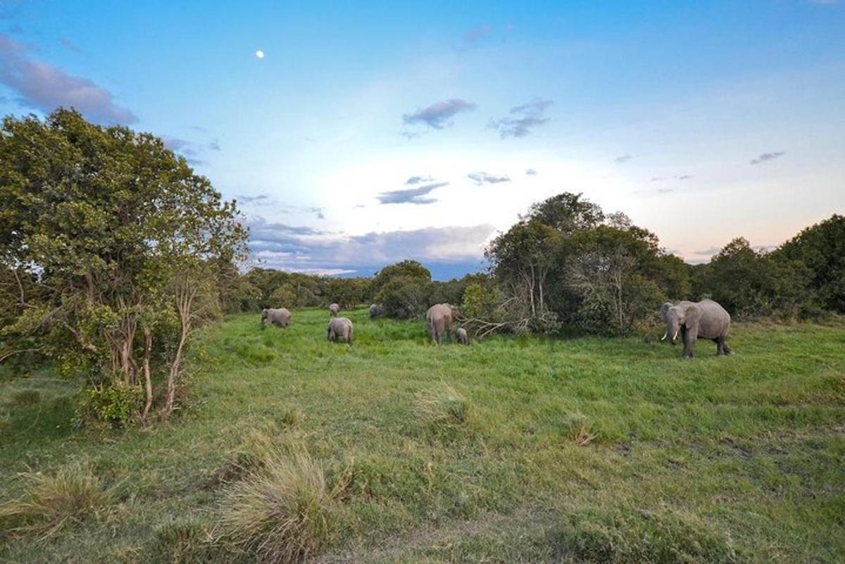 una mandria di elefanti in piedi in un campo