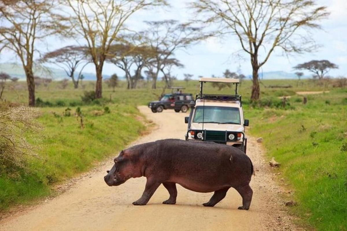 a large hippo crossing a dirt road in front of a vehicle