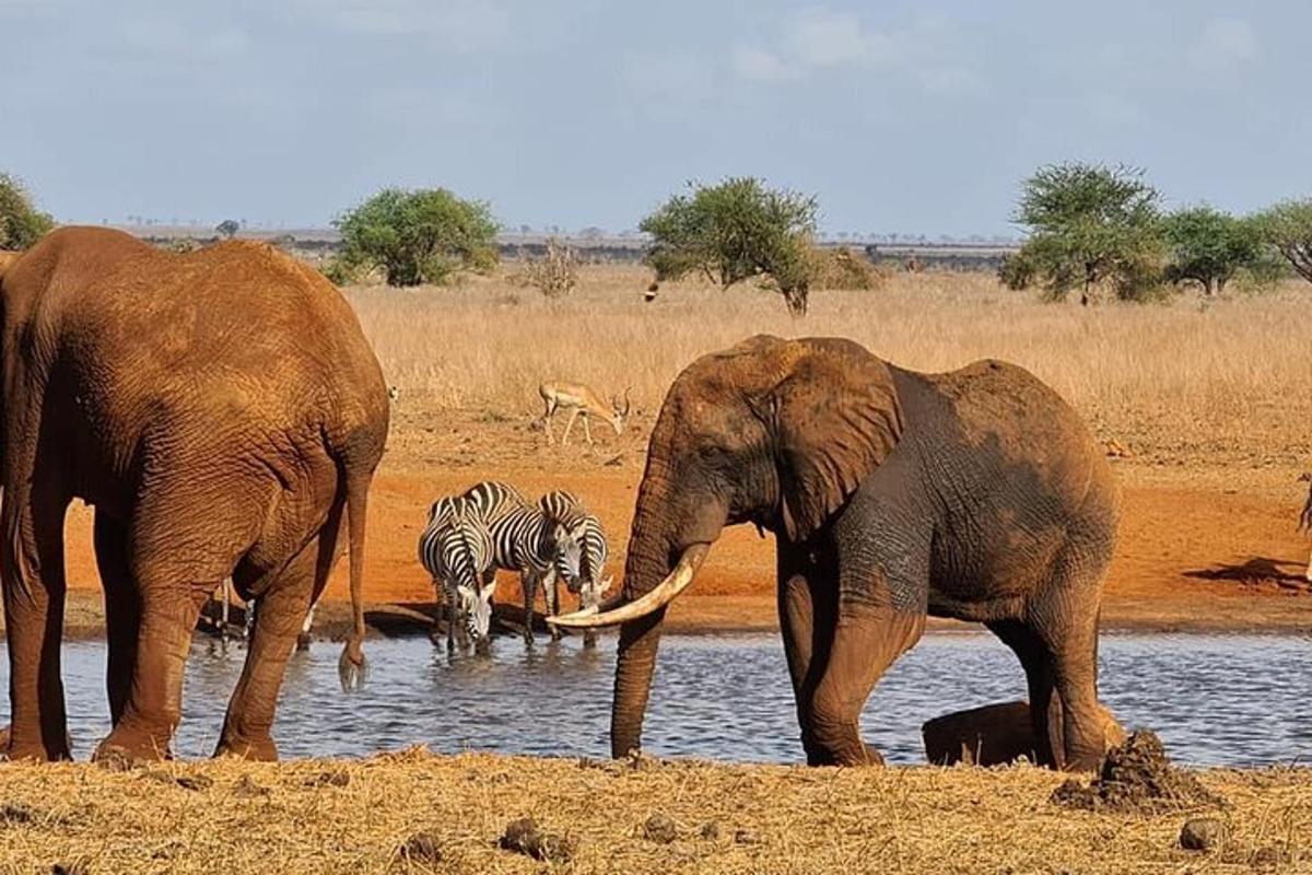 due elefanti e due zebre in piedi nell'acqua