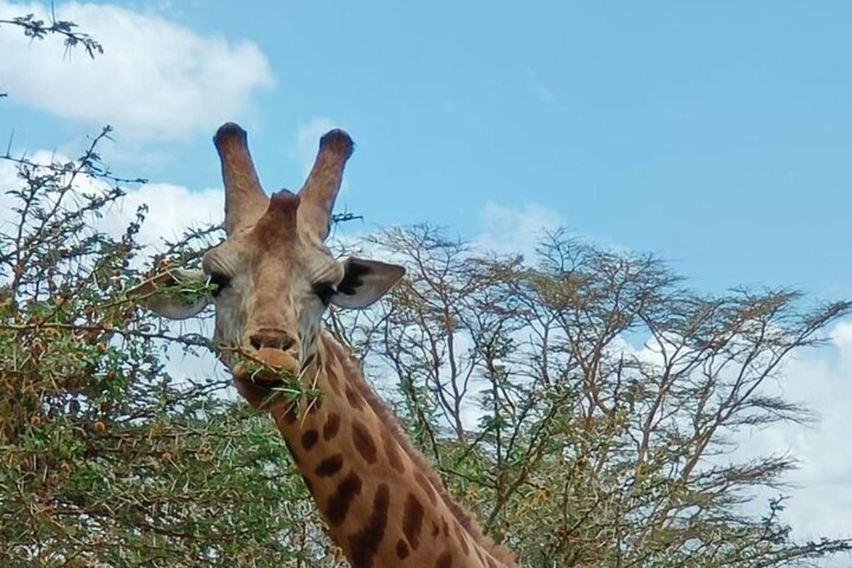 una giraffa sta mangiando erba davanti ad alcuni alberi