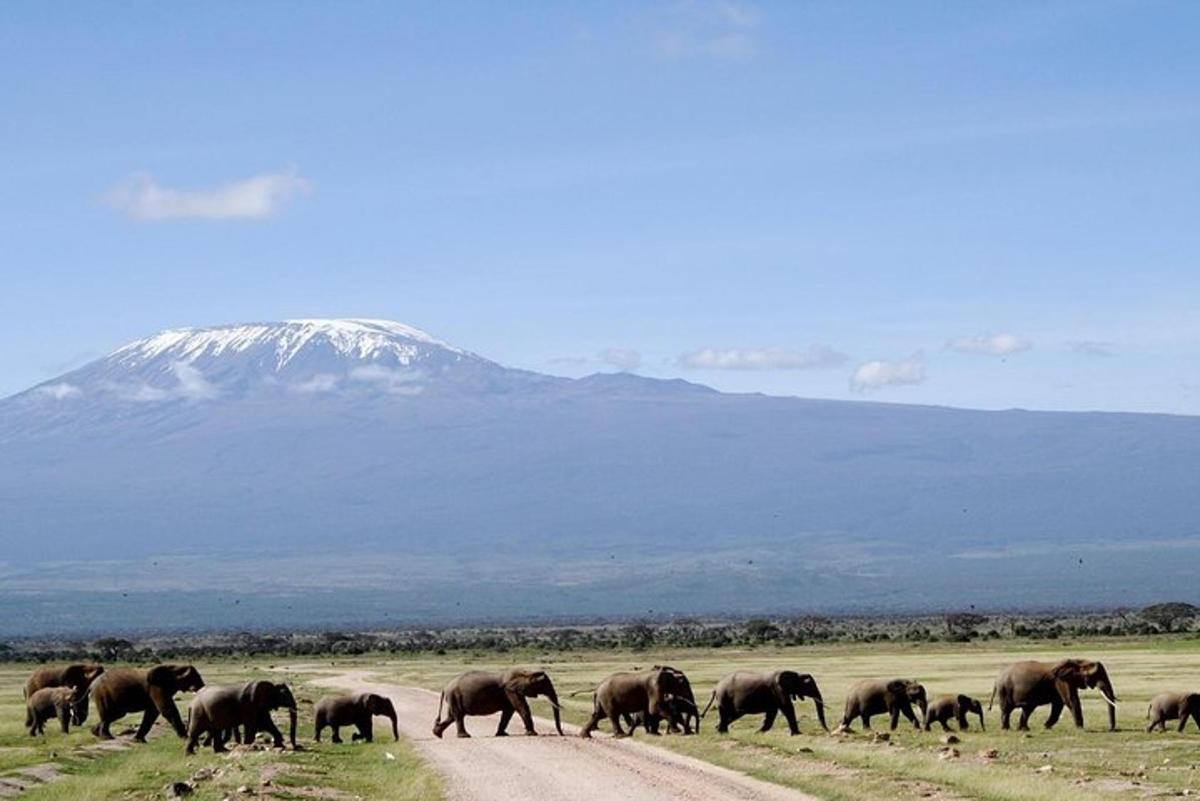 a herd of elephants crossing a road in front of a mountain