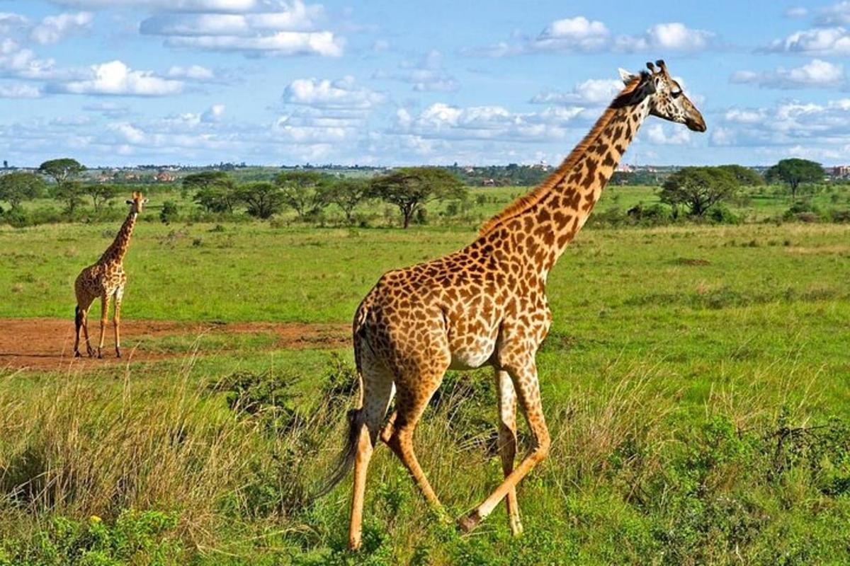 due giraffe che camminano in un campo d'erba
