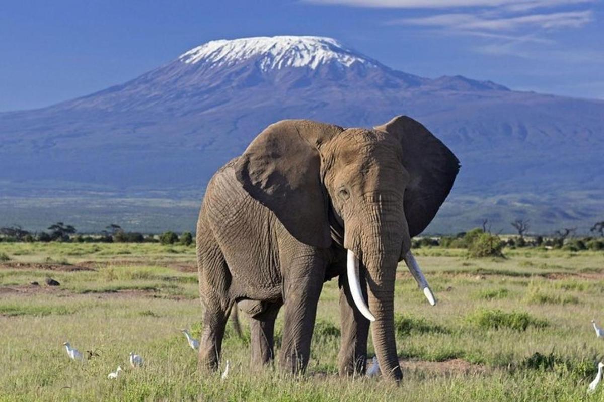 seekor gajah berdiri di padang dengan latar belakang gunung