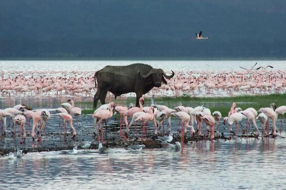 Una manada de flamencos rosados y un toro en el agua