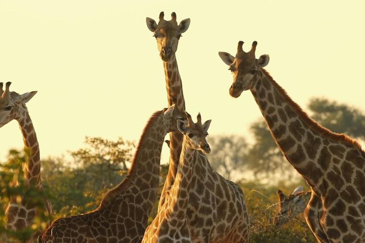 un grup de girafe stând una lângă alta
