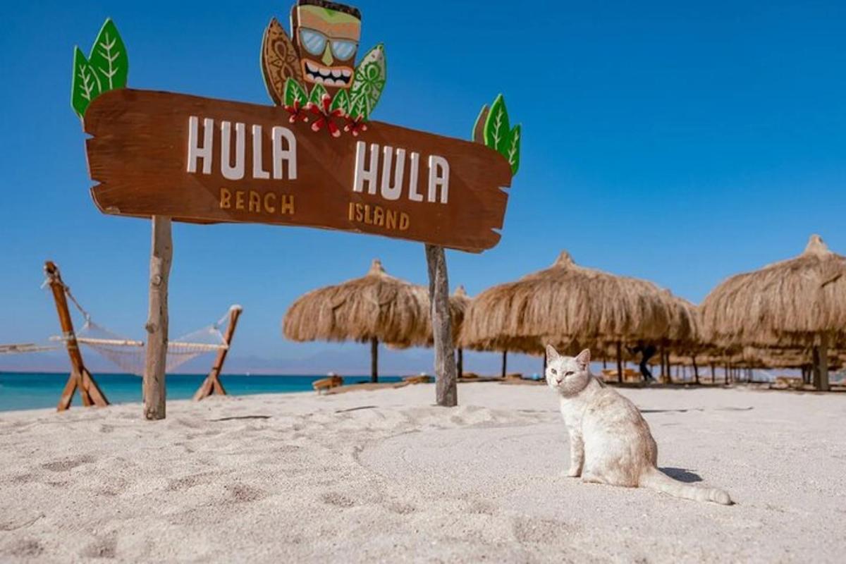 Mačka sjedi na plaži ispred hotelskog znaka