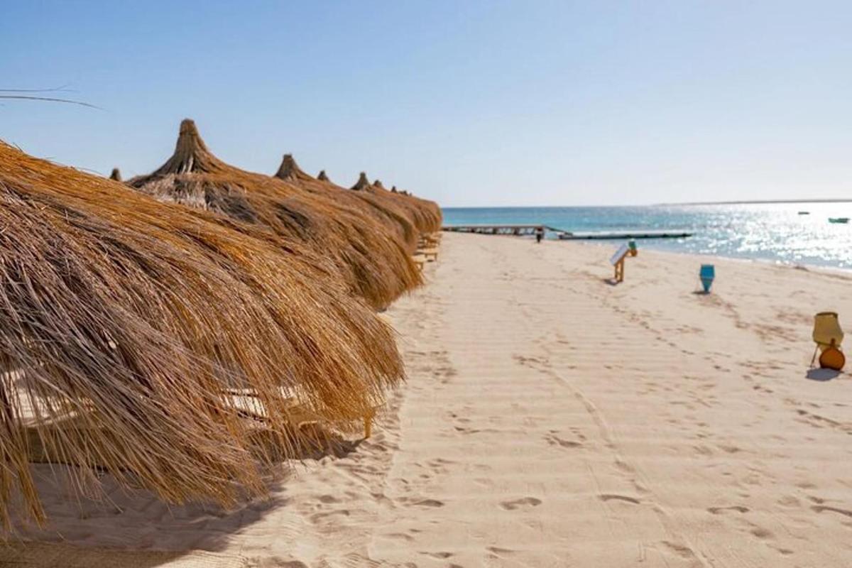 o plajă cu o grămadă de umbrele de paie și oceanul