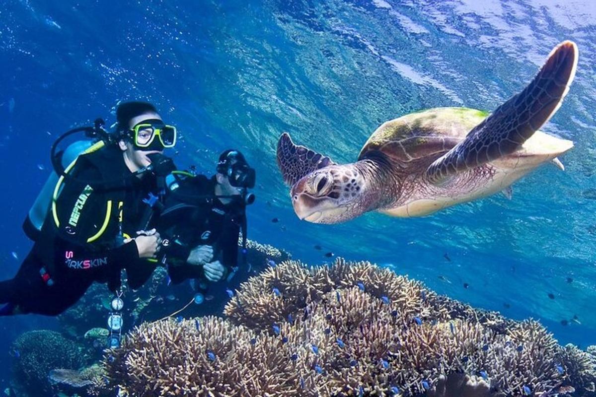 un bussejador i una tortuga nedant a l'oceà