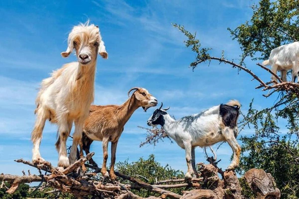 a group of goats standing on top of a mountain
