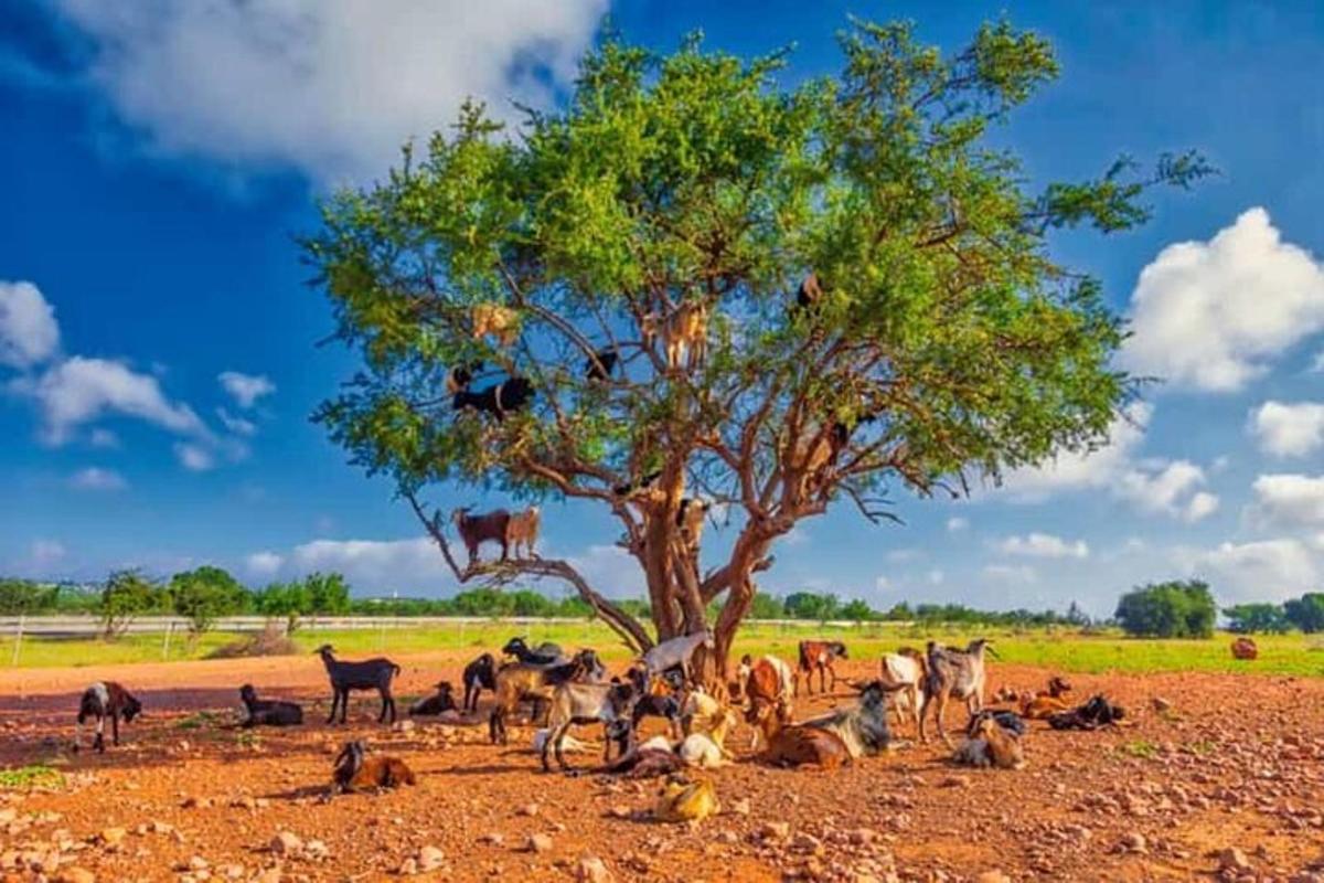 a herd of animals standing under a tree