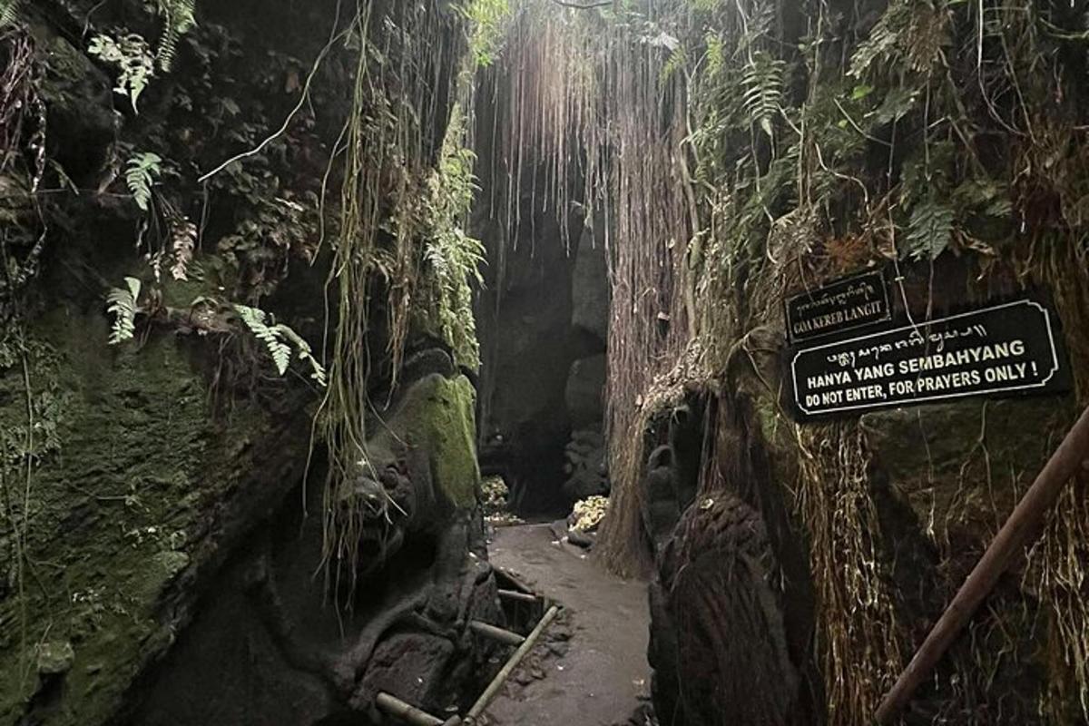 un rètol en una cova a la selva