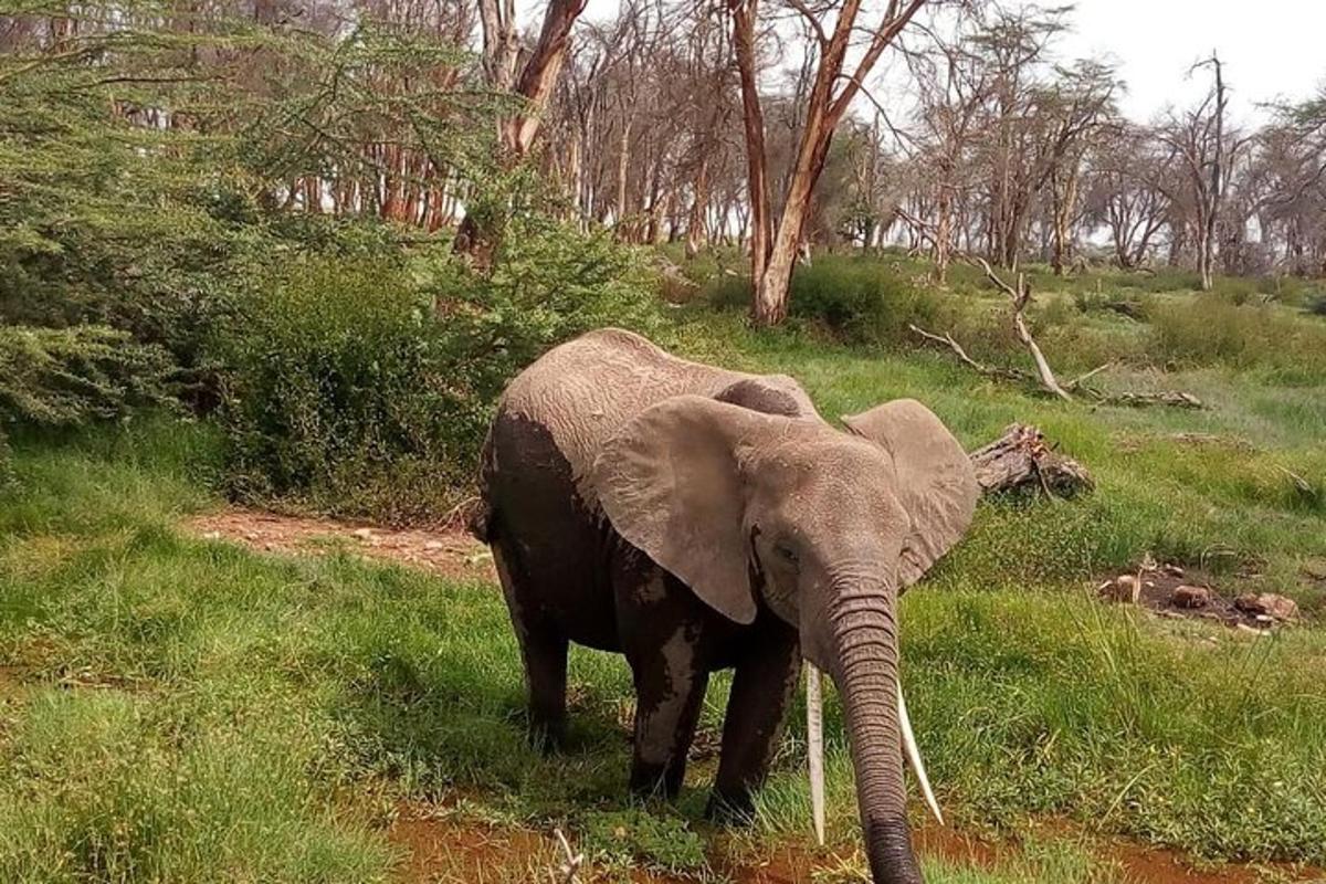 un elefant stând în iarbă pe un câmp