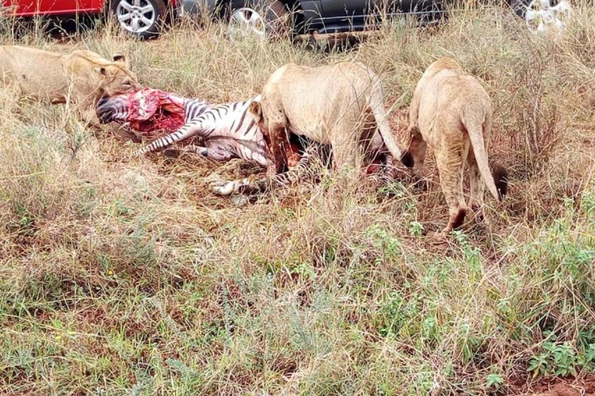 un animal mort în iarbă cu două capre și o zebră