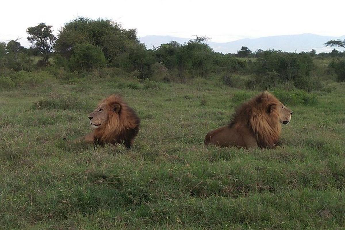 due leoni sdraiati sull'erba in un campo
