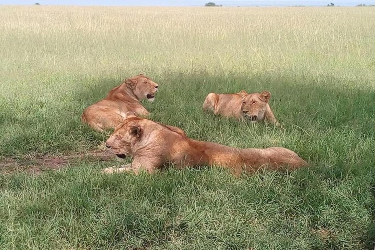 tre leoni sdraiati sull'erba in un campo