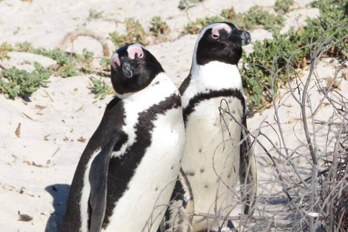 dua penguin berdiri bersebelahan di pantai