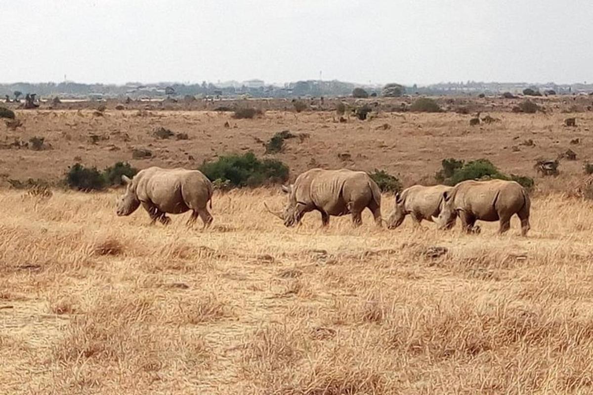 un gruppo di rinoceronti che camminano in un campo