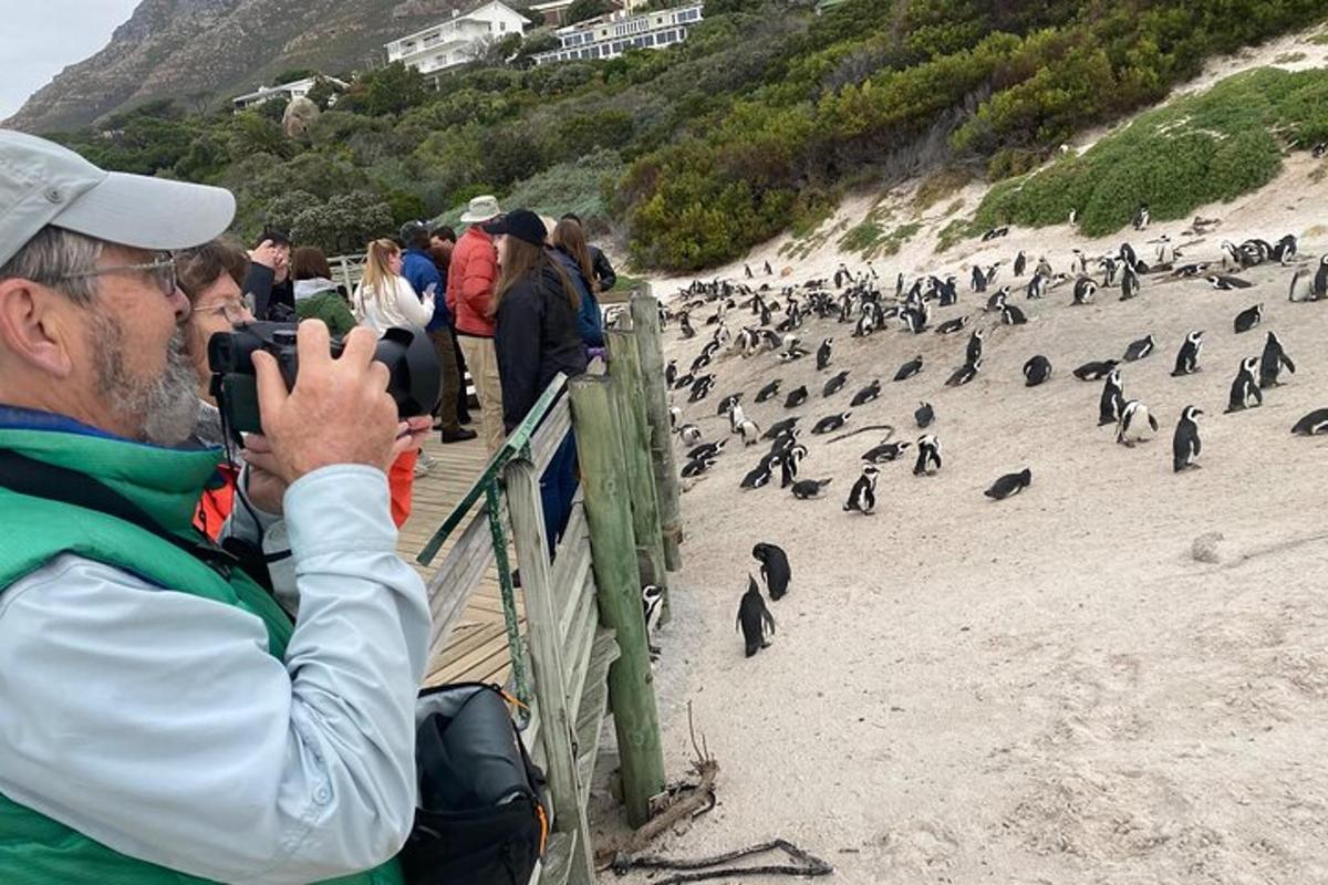 seorang lelaki mengambil gambar penguin di pantai