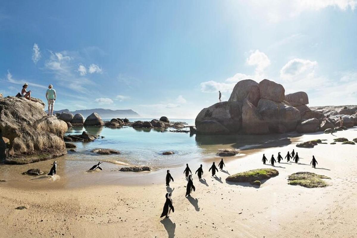 sekumpulan penguin berjalan di pantai