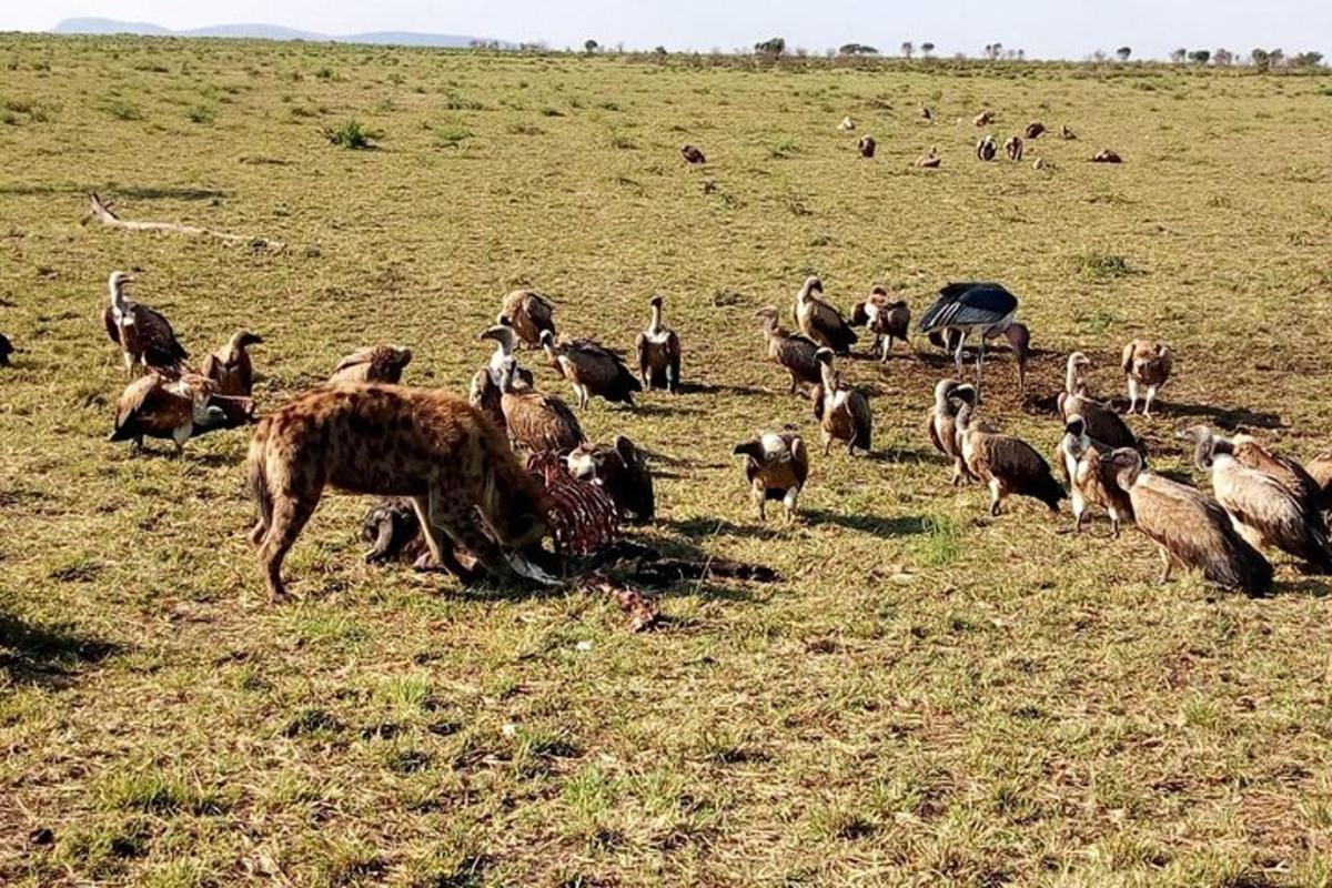 una mandria di animali al pascolo in un campo