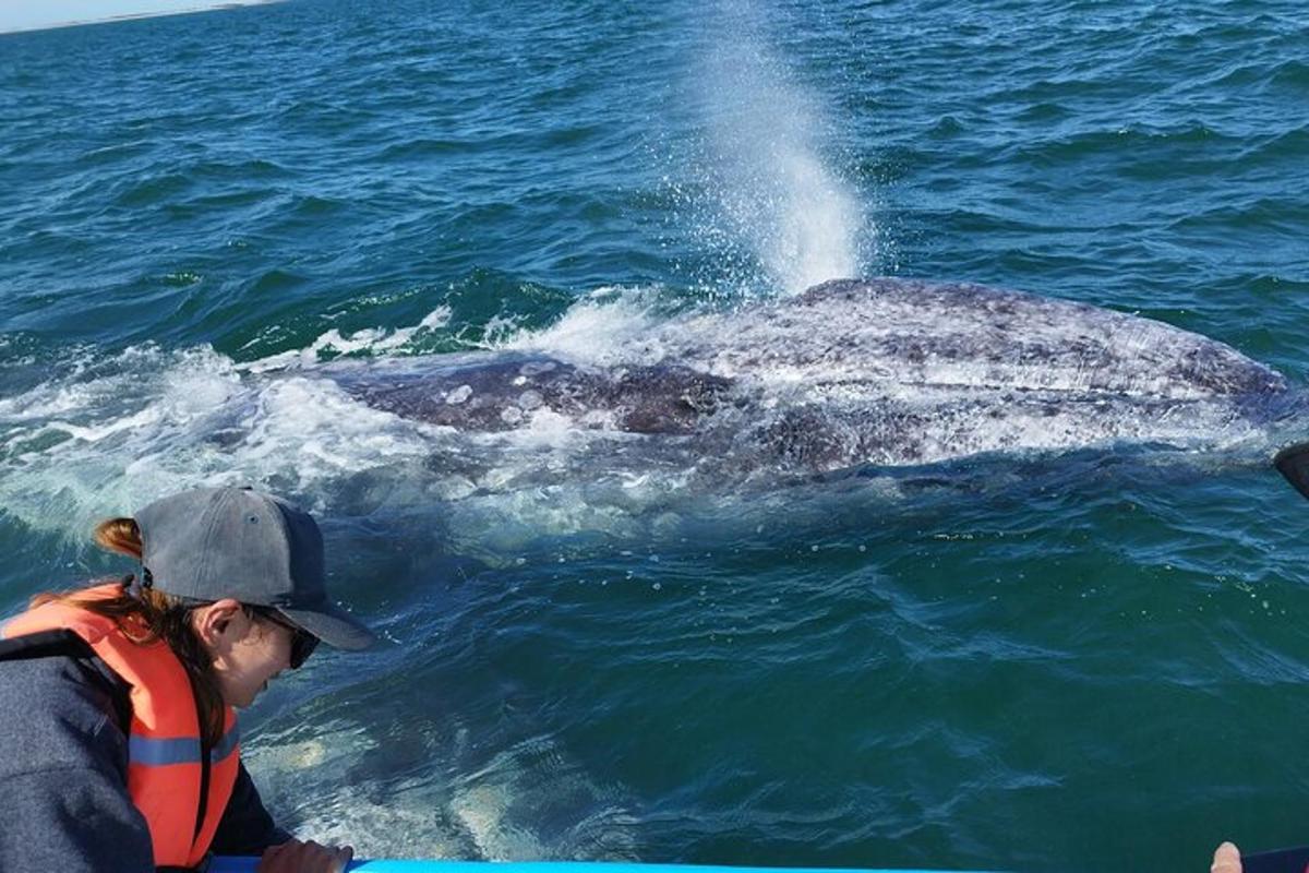 a woman in a boat looking at a whale in the water