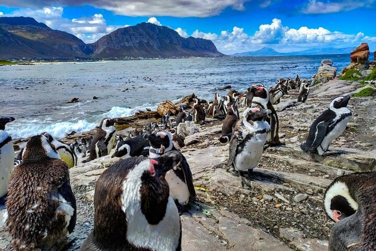 a group of penguins sitting on rocks near the water